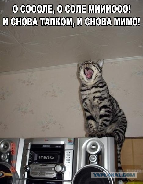 Котовторник