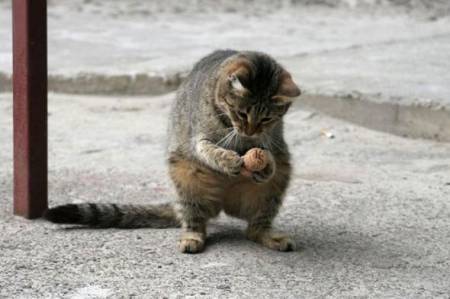 Коты, кошки, котята
