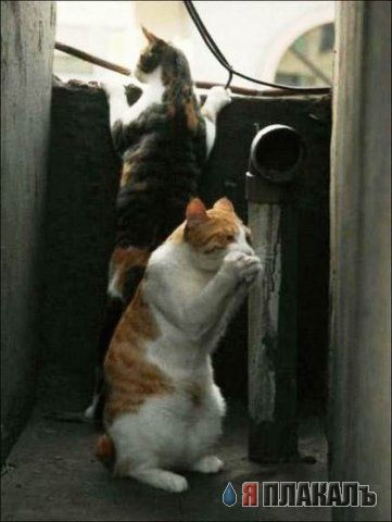 Котомет на вторник!