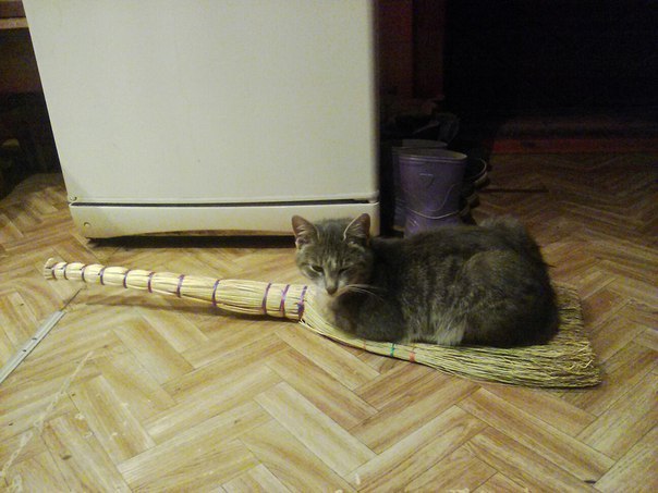 Прикольные животные