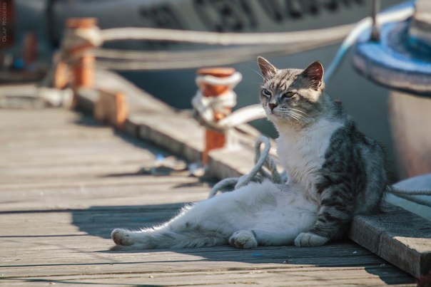 Морские котики