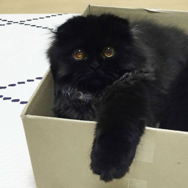 Коты и Кошки