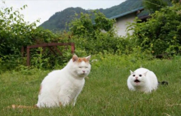 Коты и Кошки