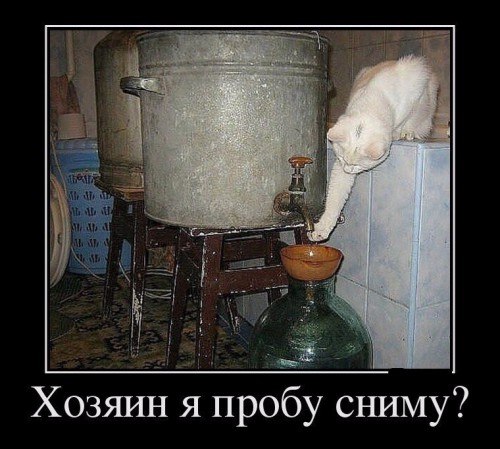 100 картинок для поднятия настроения!