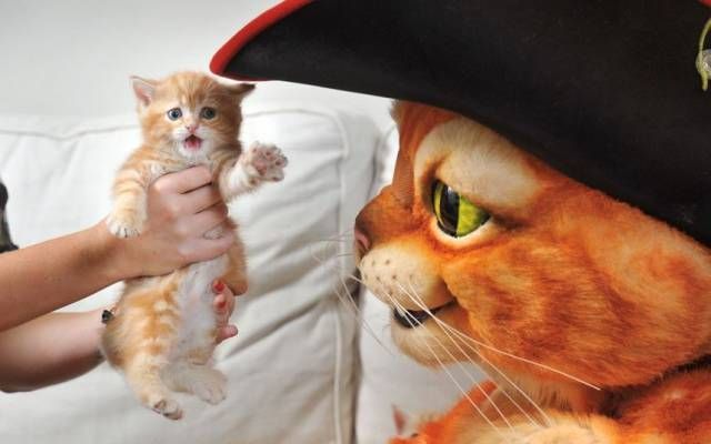 Коты и Кошки