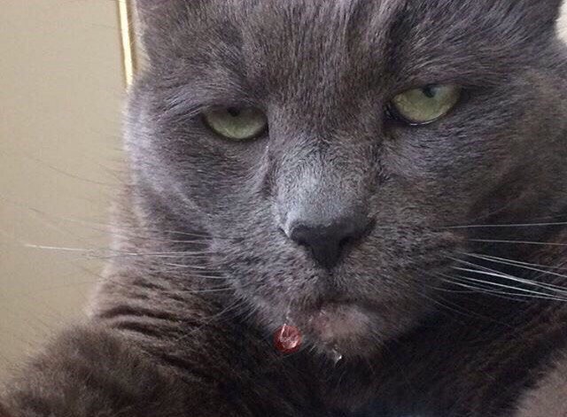 Кот без прикрас