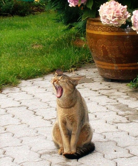 Прикольные коты на среду! ОЧЕНЬ МНОГО!