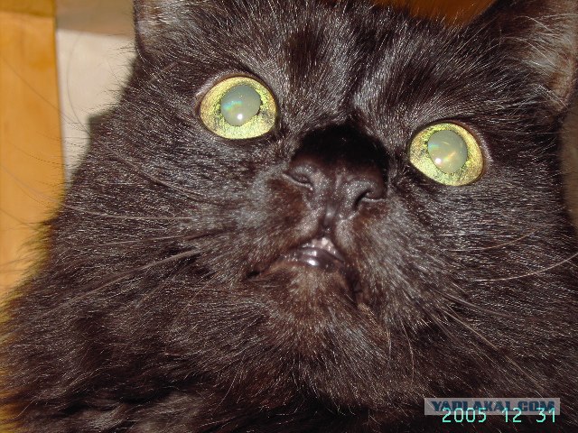 Котовторник  на  ЯПлакалъ