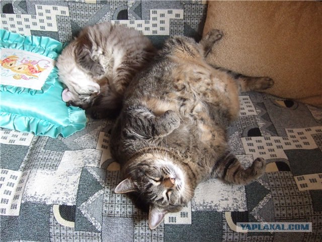 А как же котовторник?