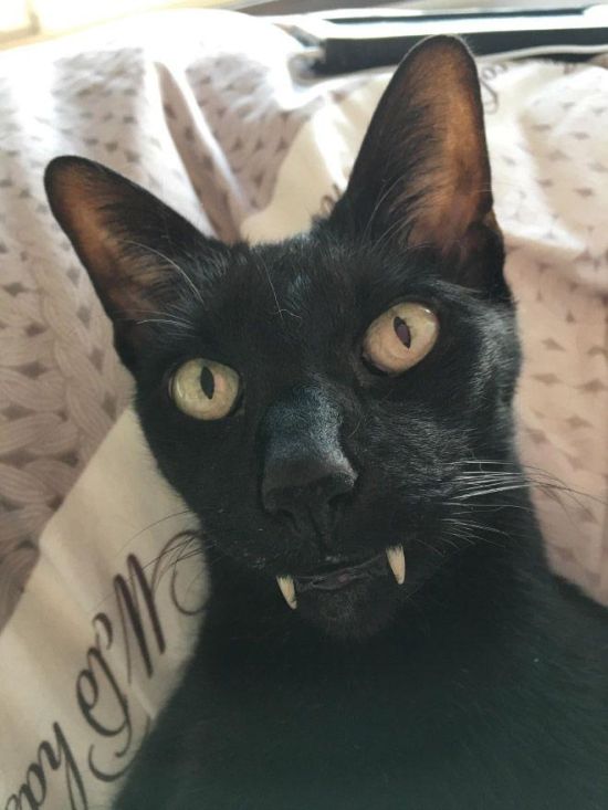 Немного милоты