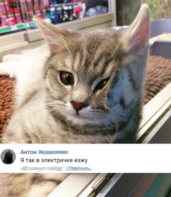 Немного милоты