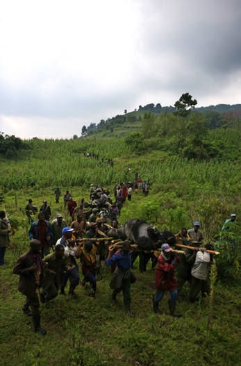 Убийство в Национальном парке Virunga (+18)