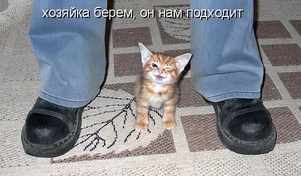 Котовторник 15.02.2011