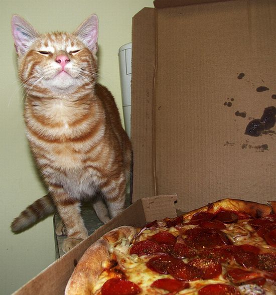 Котовторник с Максом