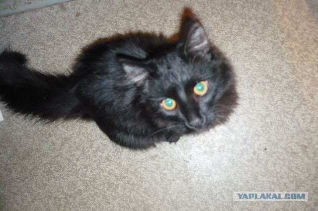 Котовторник 27.12.11