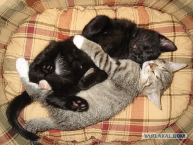 Котовторник (14.02.2012)