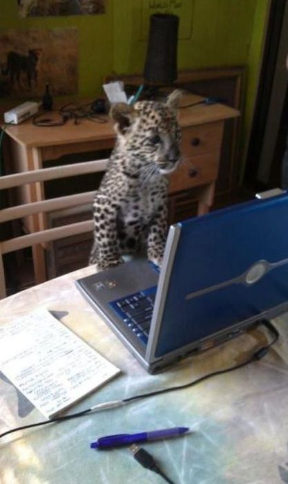 Котовторник 22.05.2012