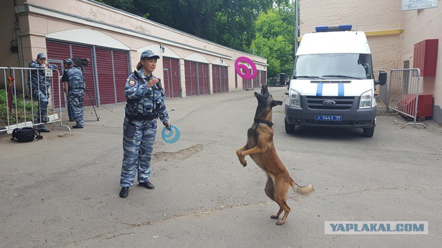 В Подмосковье бывший военный прокурор застрелил кинологическую собаку. И тут же придумал себе отмазку: перепутал с лисой