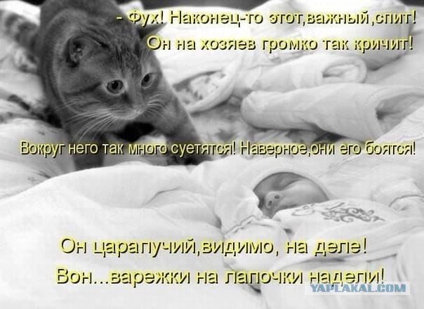 Котовторник 12.02.13