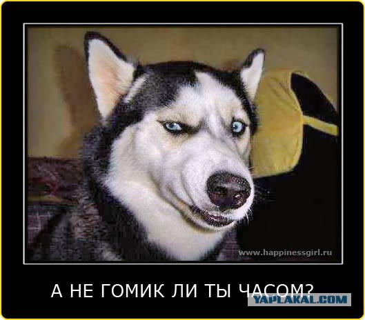 Не смотрите им в глаза! Гипнотизирующие собаки на федеральном ТВ