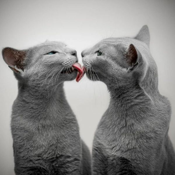 Забавные фото котеек