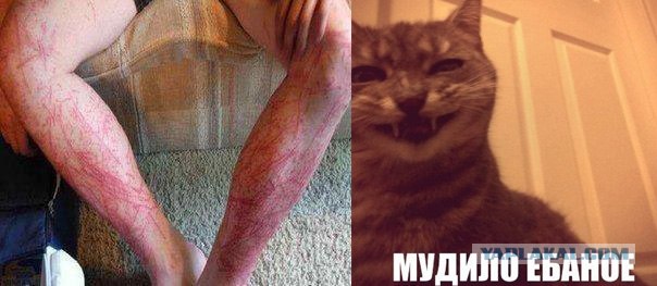 Мой кот - идиот!