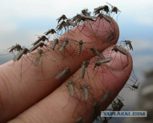 Запускай карася и кайфуй