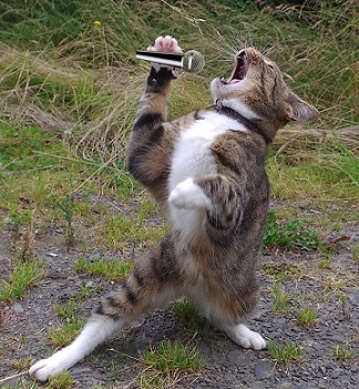 Победители конкурса фотографии Comedy Pet Photo Awards 2020