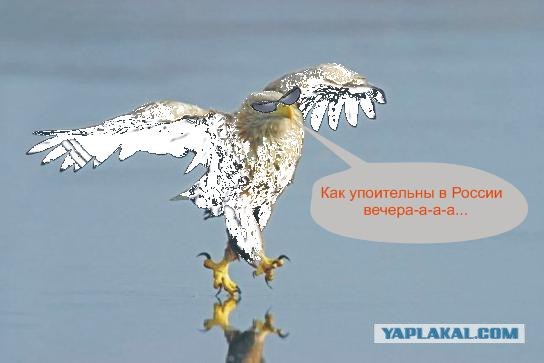 Суровый орел