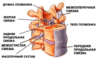 Новосибирские хирурги впервые заменили межпозвоночный диск сохраняющим все функции протезом