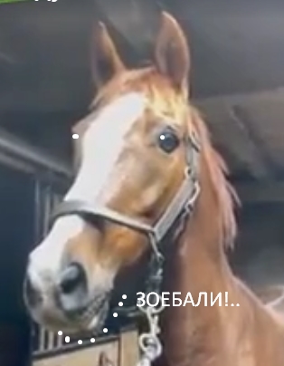 Не переношу на дух ослов!