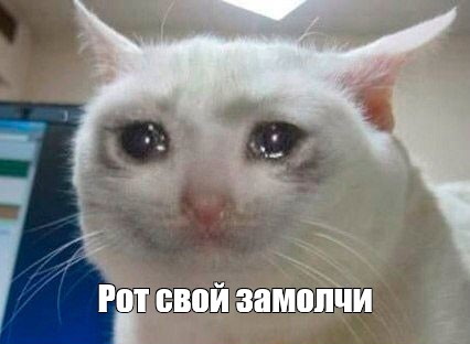Вышел новый альбом «Сектор Газа» при участии «ДДТ» и дочери Хоя