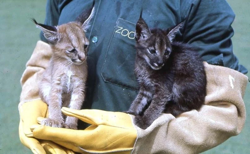 Русский Кот Новый Год