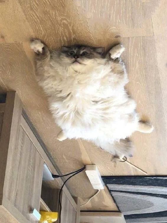 Разные котики