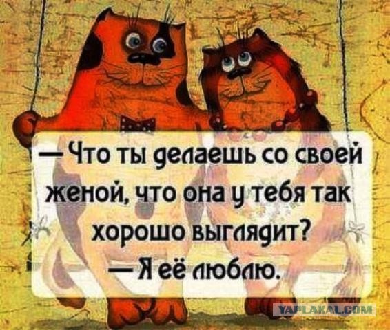 Девушки котовторника