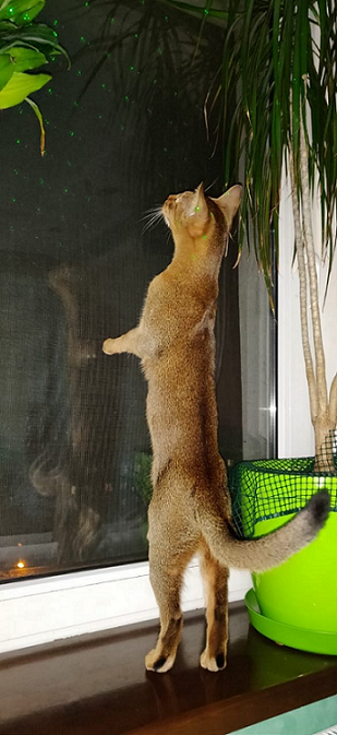 Вы, что спите? Вставайте, котовторник же!