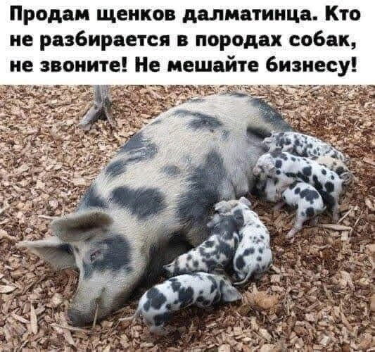 Злободневной Хни вам в ленту, дорогие деграданты...