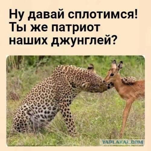 Выступление Владимира Путина на заседании дискуссионного клуба «Валдай»: прямая трансляция