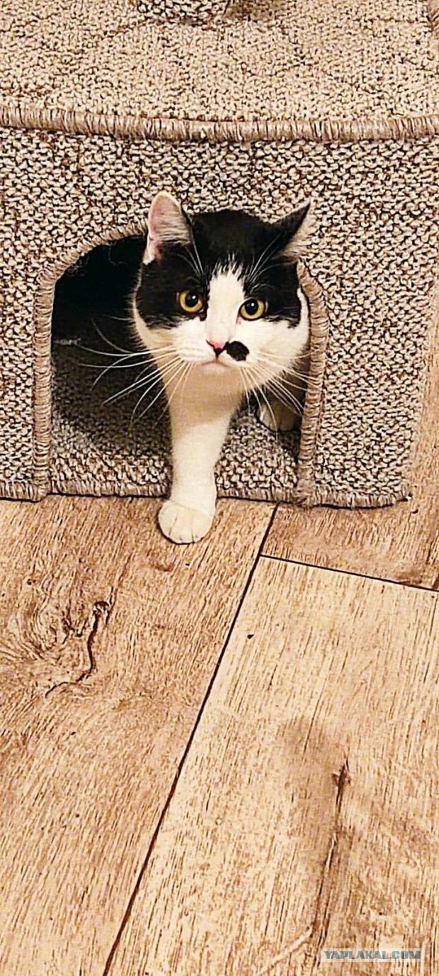 Ненужный кот