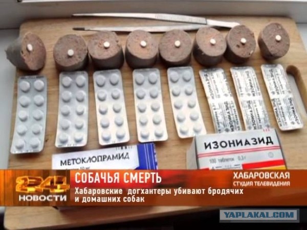 Сам виноват, собачки чувствуют плохих, укусили - значит злой