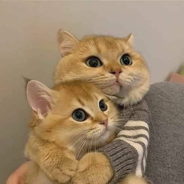 ФотоВинегрет