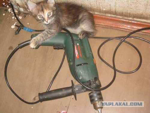 Котовторник 25.06.2013