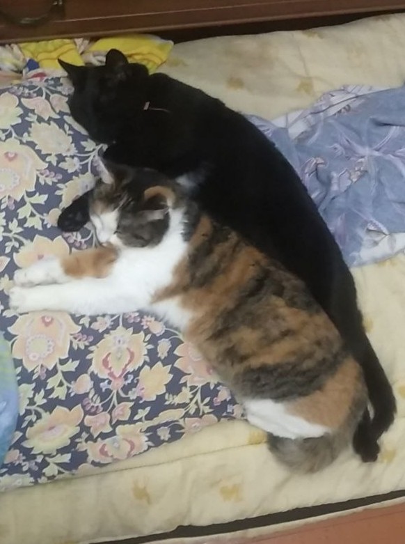 Котовторник же!