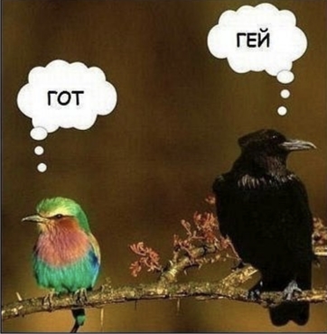 Сова сцука!