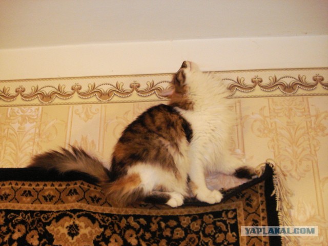 Трëхцветная кошка, которая живëт в магазине