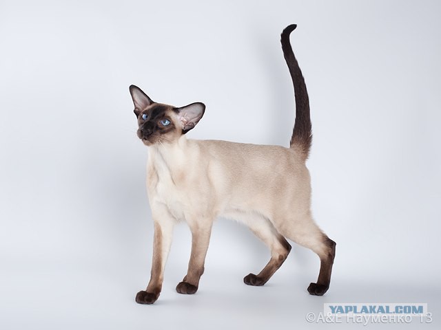 котята