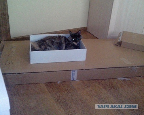 С Котовторником!