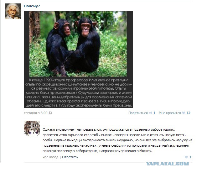 Новые "комментарии из соцсетей"