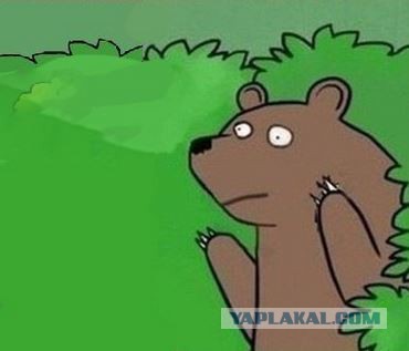 Как медведя изнасиловали