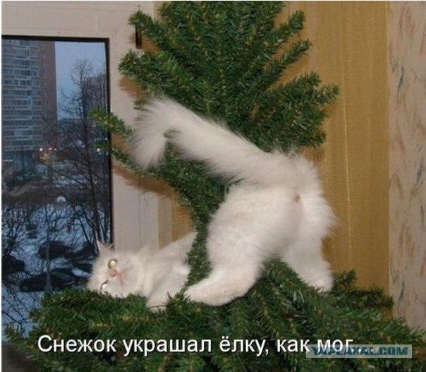 Котовторник 25.11.2014